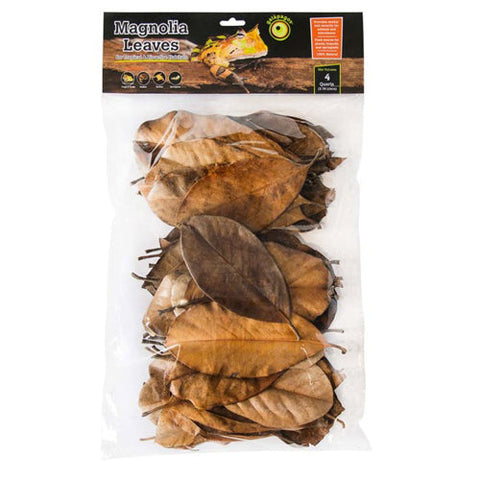 Galapagos, Galapagos Magnolia Leaves for Tropical & Bioactive Habitats, Brown, 1 Each/4 qt Galapagos